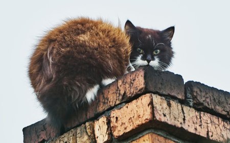 How Chimney Animal Removal in Hamilton Works Step by Step