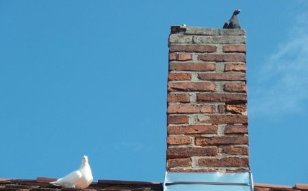 How Chimney Animal Removal in Cape Coral Protects Against Damage
