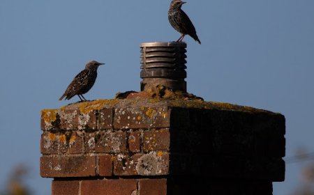 How Chimney Animal Removal in Silverdale Stops Wildlife Damage