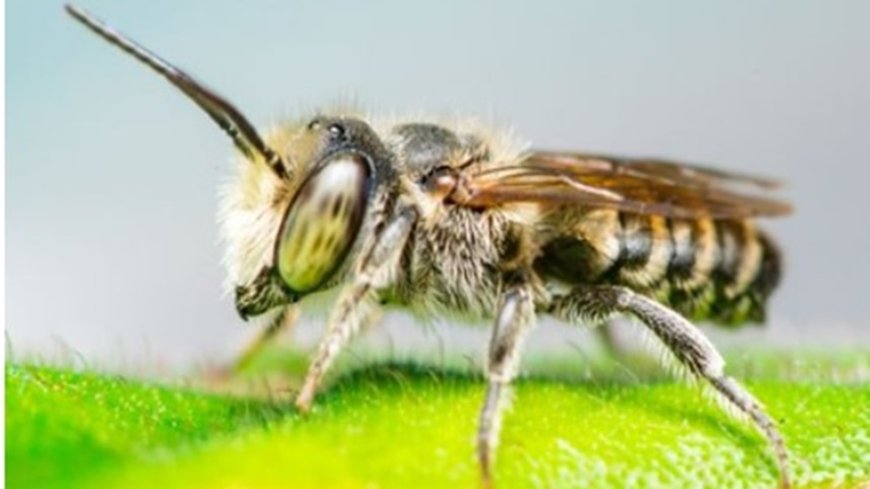 What to Do If You Find a Beehive on Your Property in Melbourne
