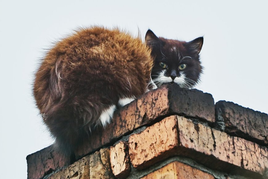 How Chimney Animal Removal in Hamilton Works Step by Step