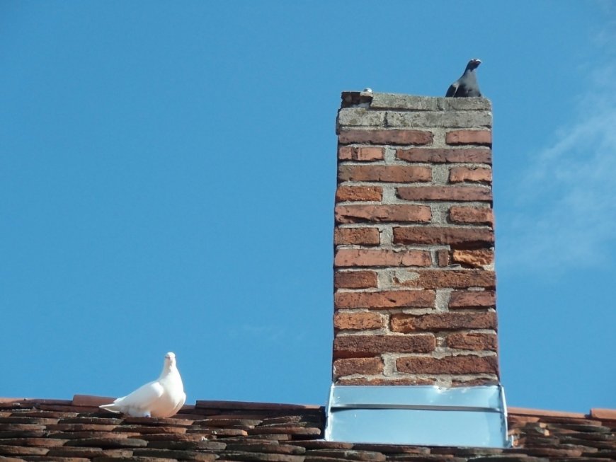 How Chimney Animal Removal in Cape Coral Protects Against Damage
