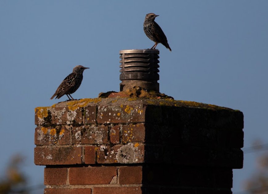 How Chimney Animal Removal in Silverdale Stops Wildlife Damage