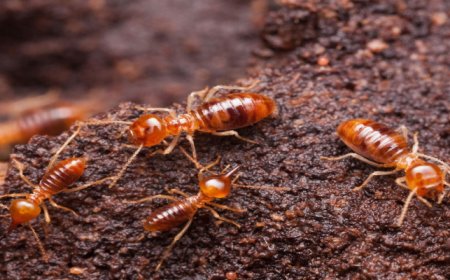 Termite Control Staten Island: Why DIY Fixes Fail in Coastal Homes
