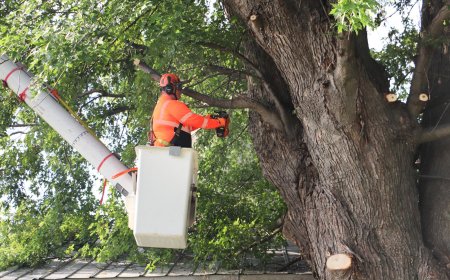 Tree Trimming Services La Marque, TX