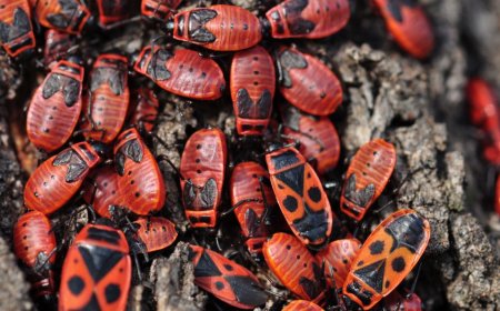 Effective Pest Control in Burnside Heights: A Complete Guide to a Pest-Free Home