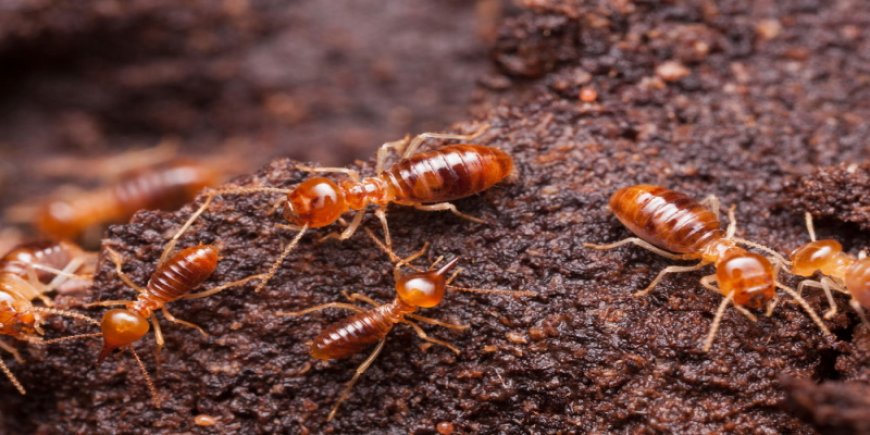 Termite Control Staten Island: Why DIY Fixes Fail in Coastal Homes