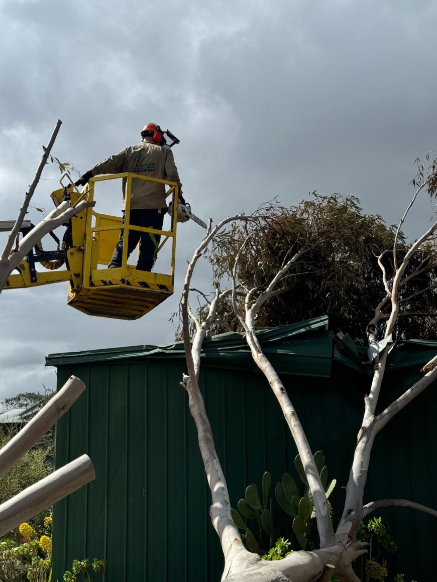Crane-Assisted Tree Removal Explained: Benj Geerling’s Efficient Approach