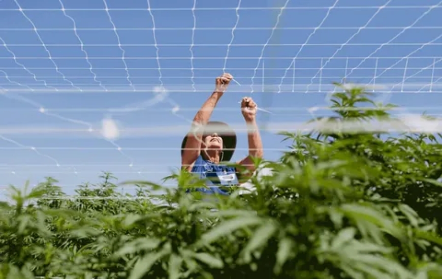 A Beginner’s Guide to Trellising Cannabis for Bigger Harvests