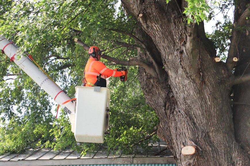 Tree Trimming Services La Marque, TX
