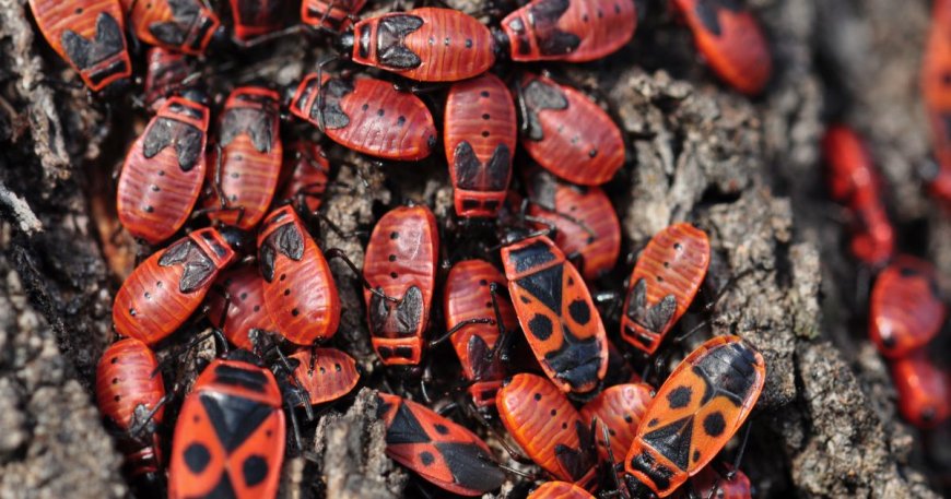 Effective Pest Control in Burnside Heights: A Complete Guide to a Pest-Free Home